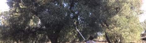 Olive in volo