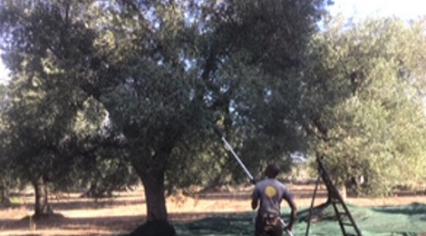 Olives in flight